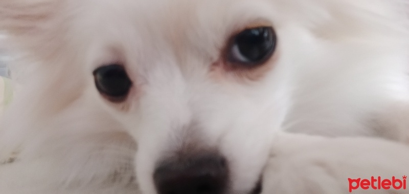 Pomeranyalı, Köpek  Yuna fotoğrafı
