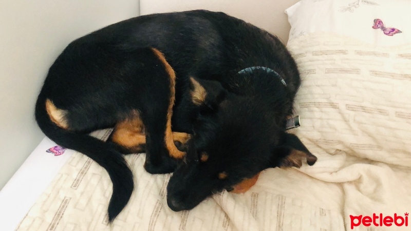 Sokö (Sokak Köpeği), Köpek  Mutlu fotoğrafı