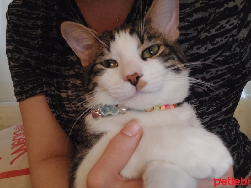 Tekir Kedi, Kedi  Mavi fotoğrafı