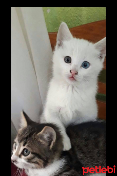 Ankara Kedisi, Kedi  Pamuk fotoğrafı