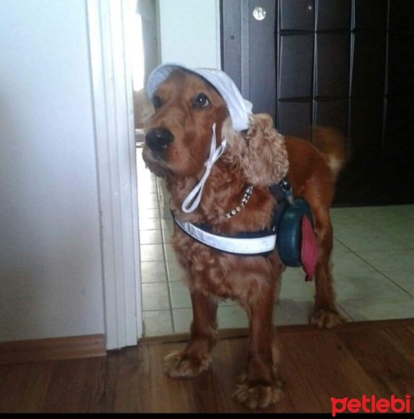 İngiliz Cocker Spaniel, Köpek  Doktor fotoğrafı