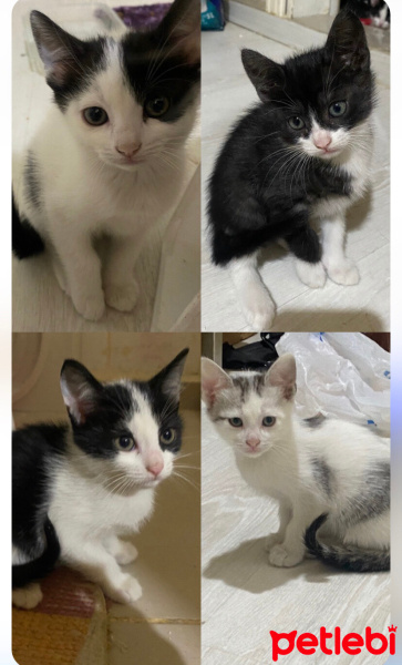 Tekir Kedi, Kedi  Mırmır fotoğrafı