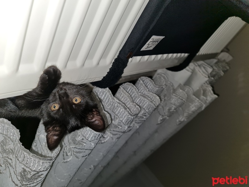 Bombay, Kedi  Zeytin fotoğrafı