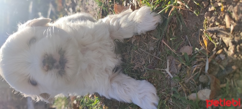 Maltese, Köpek  Miço fotoğrafı