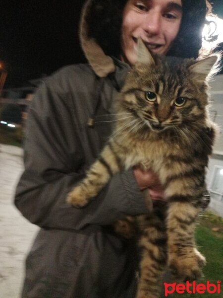 Maine Coon, Kedi  Ecevit fotoğrafı