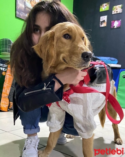 Golden Retriever, Köpek  Hera fotoğrafı