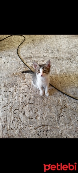 Tekir Kedi, Kedi  Su fotoğrafı