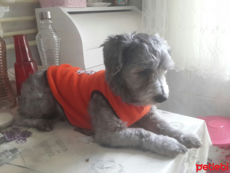 Airedale Terrier, Köpek  Fıstik fotoğrafı