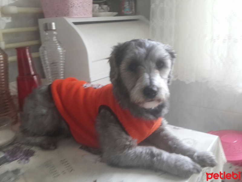 Airedale Terrier, Köpek  Fıstik fotoğrafı