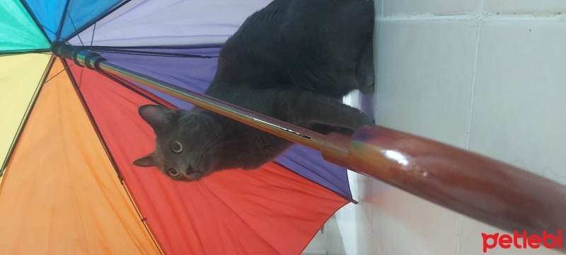 Tekir Kedi, Kedi  Ponçik fotoğrafı