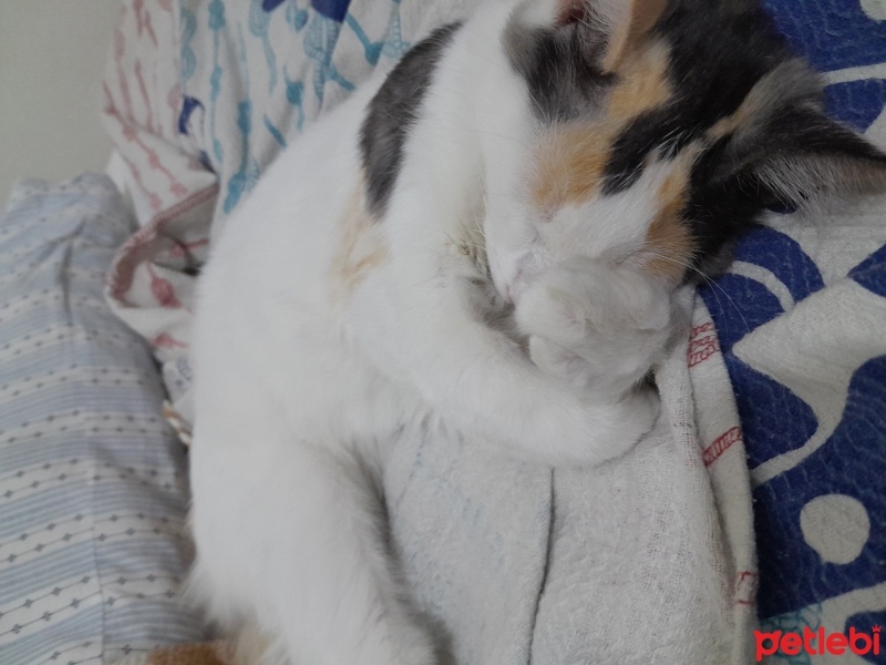 Tekir Kedi, Kedi  Pamuk fotoğrafı