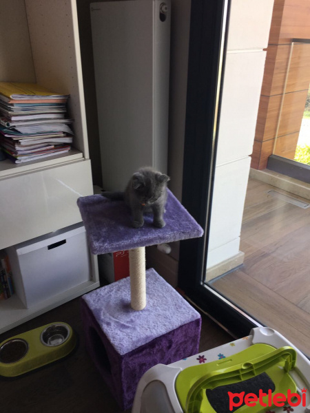 Scottish Fold, Kedi  Wilbur fotoğrafı