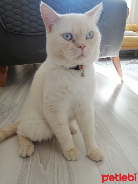 British Shorthair, Kedi  Sunny fotoğrafı