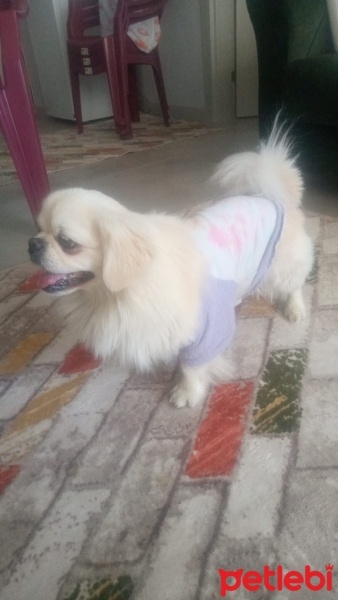 Pekingese, Köpek  OSCAR fotoğrafı