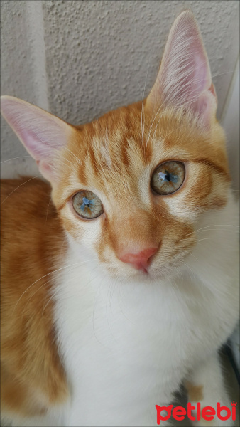 Sarman, Kedi  Tarçın fotoğrafı