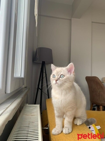 British Shorthair, Kedi  Şila fotoğrafı