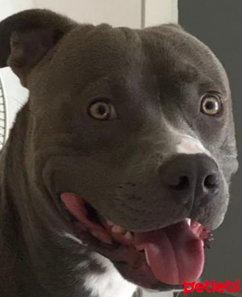 Amerikan Pitbull Terrier, Köpek  Alvin fotoğrafı