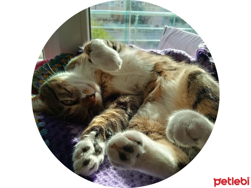 Tekir Kedi, Kedi  Cancan fotoğrafı
