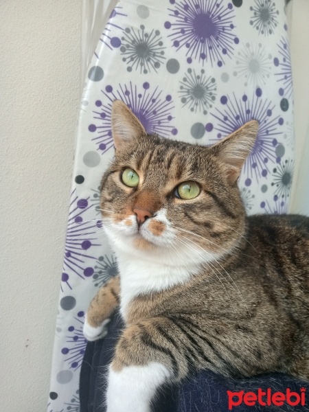 Tekir Kedi, Kedi  Cancan fotoğrafı