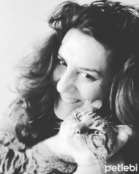 Tekir Kedi, Kedi  Cancan fotoğrafı