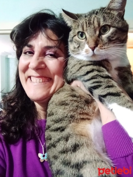 Tekir Kedi, Kedi  Cancan fotoğrafı