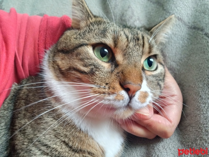 Tekir Kedi, Kedi  Cancan fotoğrafı