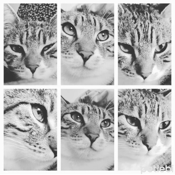 Tekir Kedi, Kedi  Cancan fotoğrafı
