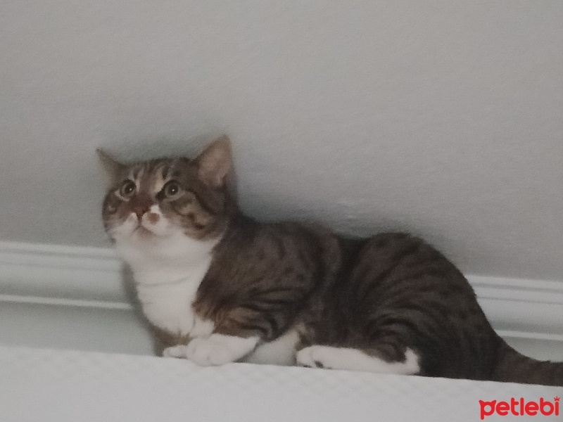 Tekir Kedi, Kedi  Cancan fotoğrafı