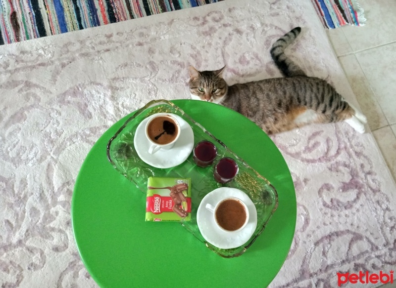 Tekir Kedi, Kedi  Cancan fotoğrafı