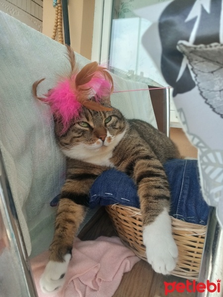 Tekir Kedi, Kedi  Cancan fotoğrafı