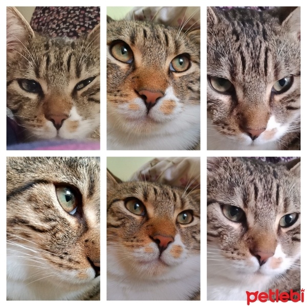 Tekir Kedi, Kedi  Cancan fotoğrafı