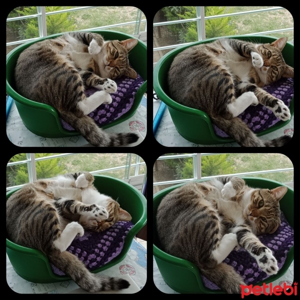 Tekir Kedi, Kedi  Cancan fotoğrafı