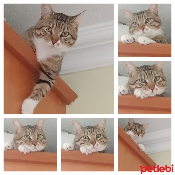 Tekir Kedi, Kedi  Cancan fotoğrafı