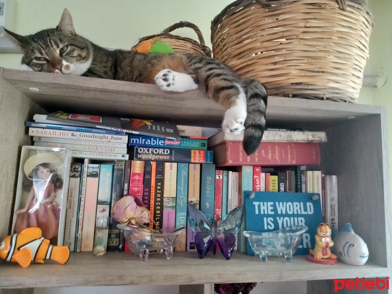 Tekir Kedi, Kedi  Cancan fotoğrafı