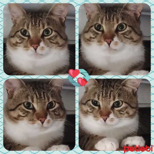 Tekir Kedi, Kedi  Cancan fotoğrafı