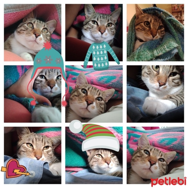 Tekir Kedi, Kedi  Cancan fotoğrafı