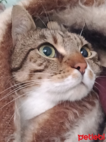 Tekir Kedi, Kedi  Cancan fotoğrafı
