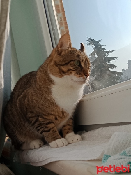 Tekir Kedi, Kedi  Cancan fotoğrafı