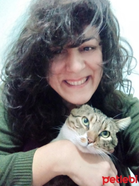 Tekir Kedi, Kedi  Cancan fotoğrafı