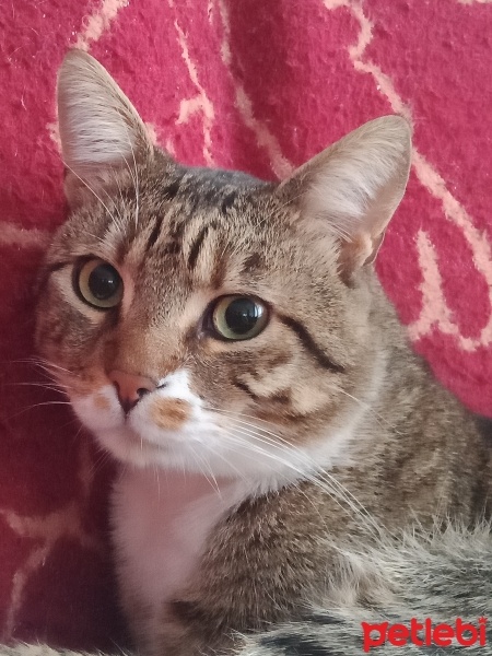 Tekir Kedi, Kedi  Cancan fotoğrafı
