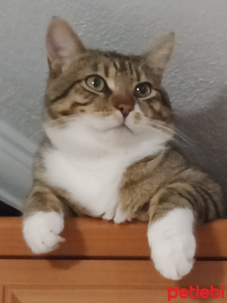 Tekir Kedi, Kedi  Cancan fotoğrafı