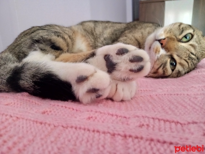 Tekir Kedi, Kedi  Cancan fotoğrafı