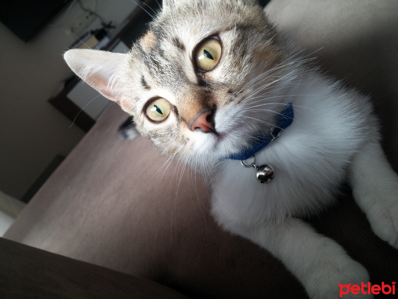 Tekir Kedi, Kedi  tarçın fotoğrafı