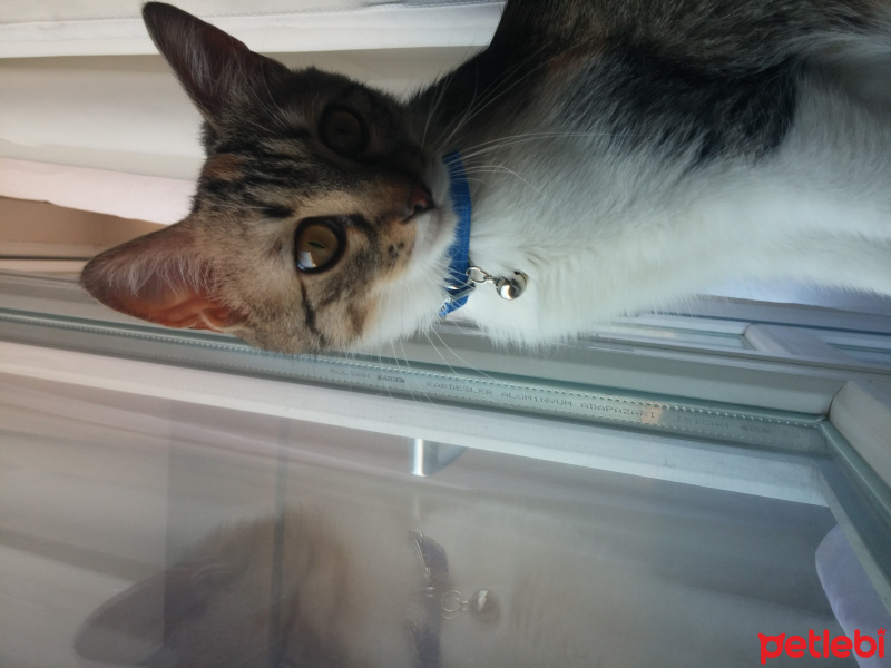 Tekir Kedi, Kedi  tarçın fotoğrafı
