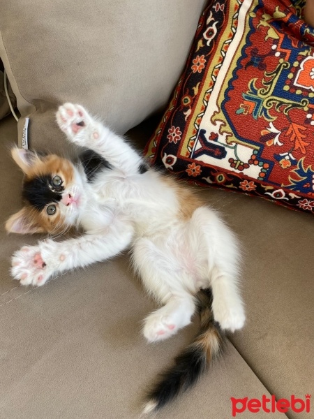 Tekir Kedi, Kedi  Luna fotoğrafı