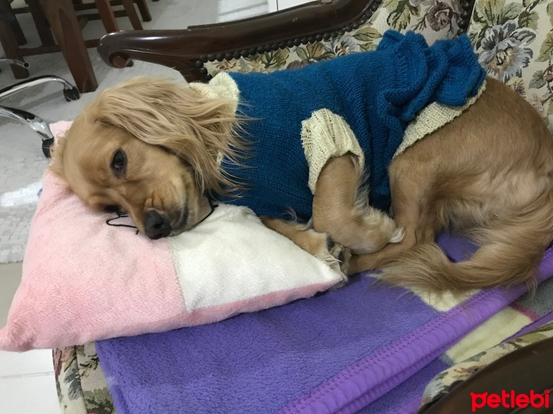 Dachshund (Sosis), Köpek  Köpük fotoğrafı