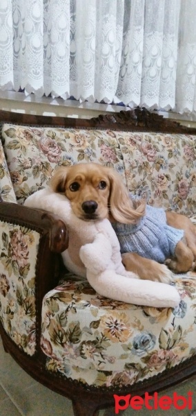 Dachshund (Sosis), Köpek  Köpük fotoğrafı