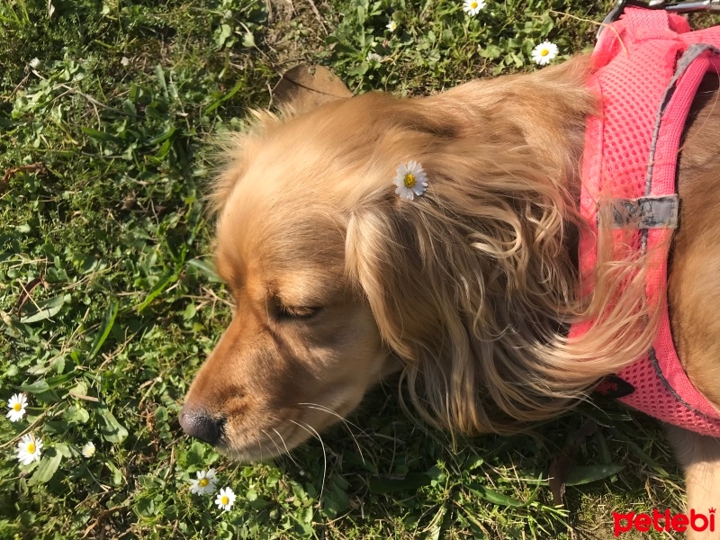 Dachshund (Sosis), Köpek  Köpük fotoğrafı