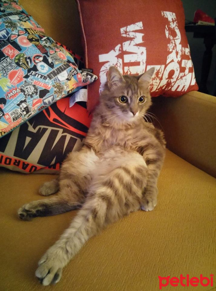 Mavi Rus, Kedi  Çiko fotoğrafı