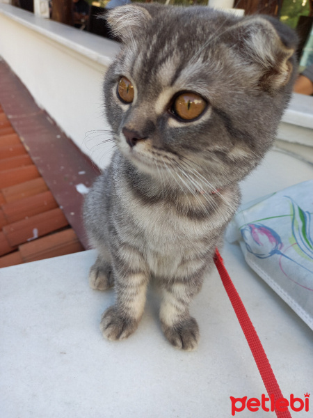 British Shorthair, Kedi  Mia fotoğrafı